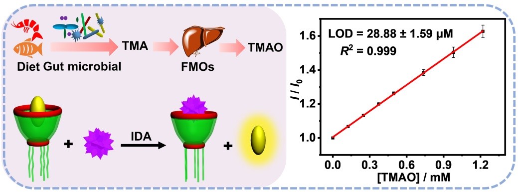 Congratulations on  Huijuan Yu's paper "Facile fluorescence monitoring of gut microbial metabolite trimethylamine N-oxide via molecular recognition of guanidinium-modified calixarene" was accepted on Theranostics